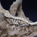 (주)베스트팜 이미지