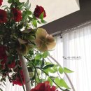 일랑일랑 이미지