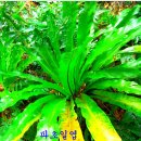 ﻿아름다운 야생화 보호종 35종ㅡ 한국의 희귀 멸종위기ㅡ 식물들로 채취가ㅡ 금지된 식물들 입니다.ㅡ﻿아름다운 야생화 ㅡ 이미지
