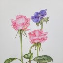 색연필 보태니컬 아트 이미지