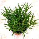 로즈마리 화원 이미지