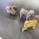 매일행복하개 이미지