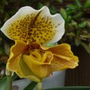 허브아일랜드식물원 이미지