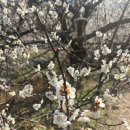 원동초등학교 | 양산 원동매화축제 순매원 실시간 개화 및 주차장 (26.03.04 방문)