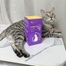 마이펫동물약국 | 고양이신장영양제 마이펫닥터 유리나벨라로 편하게 케어!