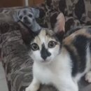 댕댕이미용실 이미지