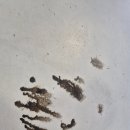 픽스모터스 네이버블로그