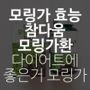 모링가 효능 참다움 모링가환 후기