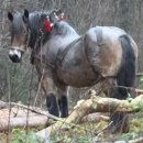 16. The Draft Horse / In the Clearing(1962) - Robert Frost 이미지