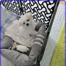 로얄펫 강아지분양 고양이분양 전주본점 | 전주 반려동물 분양, 로얄펫의 행복한 경험과 솔직한 후기