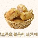 [서부] 건강빵과 발효종 네이버블로그