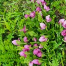 노고단 복주머니란 이미지