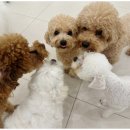 일산애견호텔 강아지 유치원 미용 맘바이 일산점 이미지