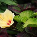 코스모스가든 이미지