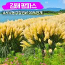 불암공원길 | 김해 팜파스 그라스 군락지 불암동 주차 실시간
