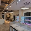 디디펫 수원강아지분양 이미지