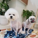 도로롱펫 이미지