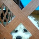 하얀멍이 이미지