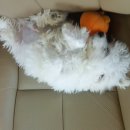 채리애견샵 Daum카페