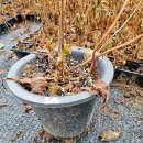 김금순농장 이미지