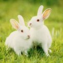 두마리토끼 이미지