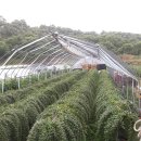 금공리농장 이미지