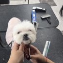 평택애견미용학원 이미지