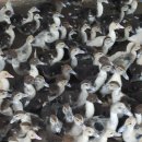 선기러기농장 이미지