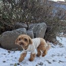 니멍내멍 이미지