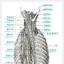 두판상근/경판상근/경추다열근/경추반극근/두반극근/후두하근 이미지