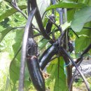 평남농장 이미지