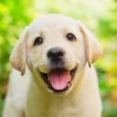 꿈이랑펫 이미지