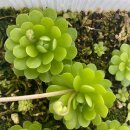 송이나루 | 해충 예방을 위한 초보 식집사의 노력: 벌레잡이제비꽃+작살나 균&amp;충 6개월 사용 후기