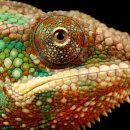 이구아나 이미지