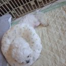 카라말티즈 | 4살 말티즈 쓸개골 수술 후, 이 증상 정상인가요? (쓸개골 수술 총정리)