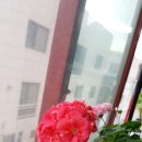 스윗핑크(Sweet Pink)