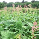 【장군풀】 〈Rheum coreanum 레움 코레아눔 〉, 왕대황 이미지