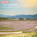 GS25고령다산점 | 고령 가볼만한곳 고령 다산 은행나무숲 코스모스축제