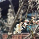 민정형외과병원 | 전남 영암에서 만난 봄날 꽃길 발이 편안한 오쏘핏 운동화