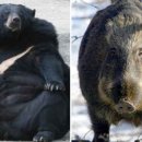 호랑이와 반달곰 이미지