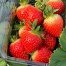 샘물농장 2 이미지