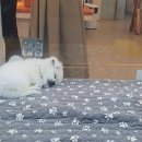 중앙동물병원 이미지