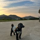 Cozy Doggie (코지도기) | 🎀 양산 애견호텔 양산 물금 애견유치원 등하원차량이 무료인 코지도기 !