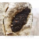 자작나무에서 자라는 차가버섯의 효능과 재배 환경.. 이미지