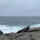 피스테라 이미지