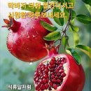 석류꽃 핀사연 이미지