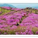 2020-05-03(일)합천 황매산 철쭉축제- 진 홍색의 꽃물결과 향기의 힐링여행 이미지