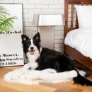 레이 펫 이미지