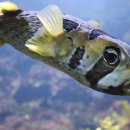 강경식당 이미지