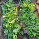 국용농장 이미지